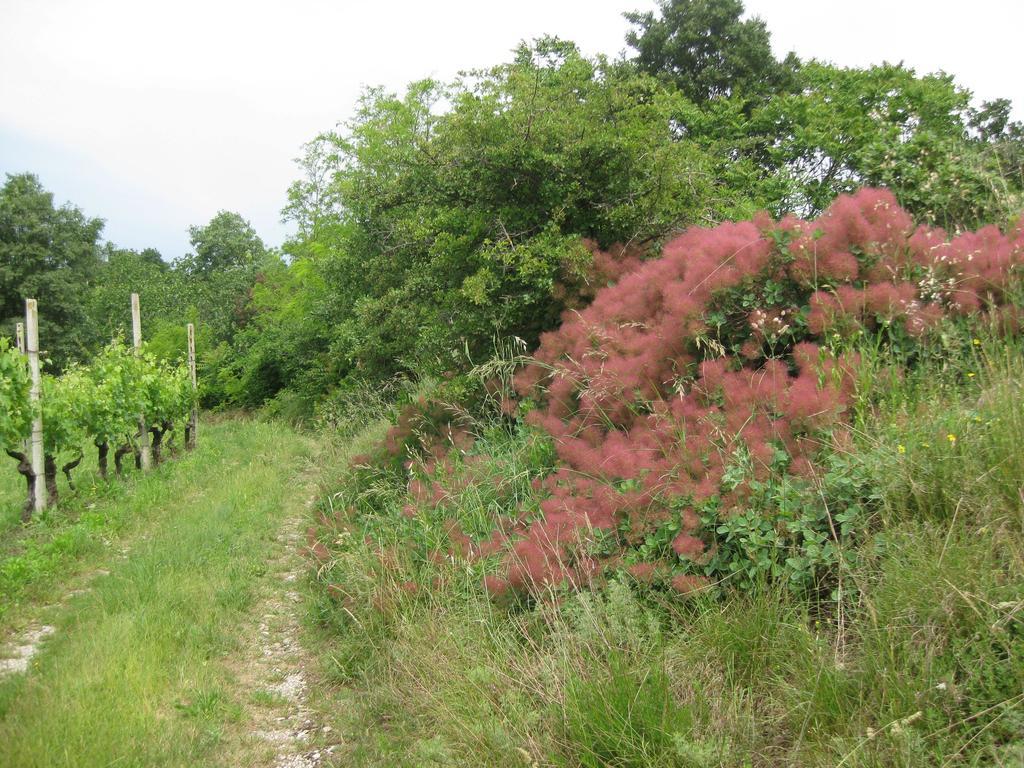 Agriturismo Campagnoletto Cavriana 外观 照片