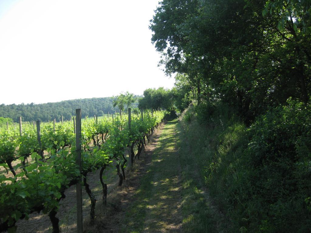 Agriturismo Campagnoletto Cavriana 客房 照片