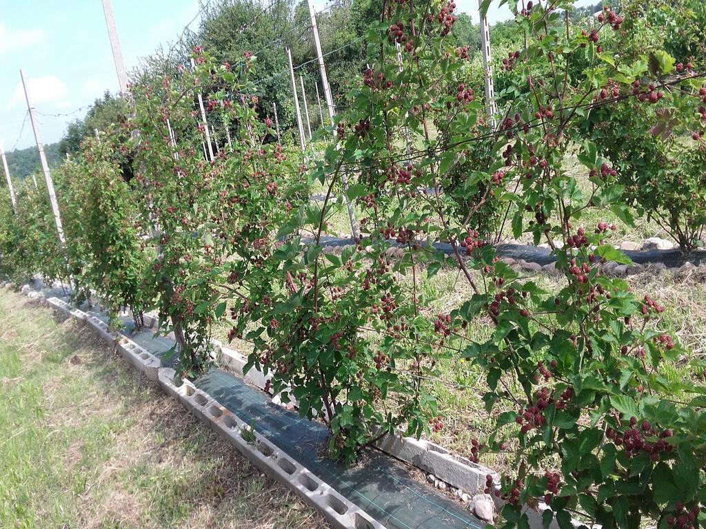 Agriturismo Campagnoletto Cavriana 外观 照片